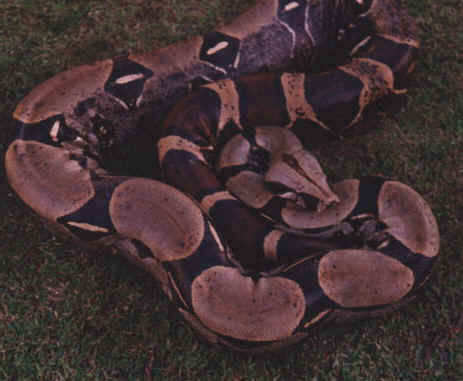 amazonreptiles-anaconda.jpg