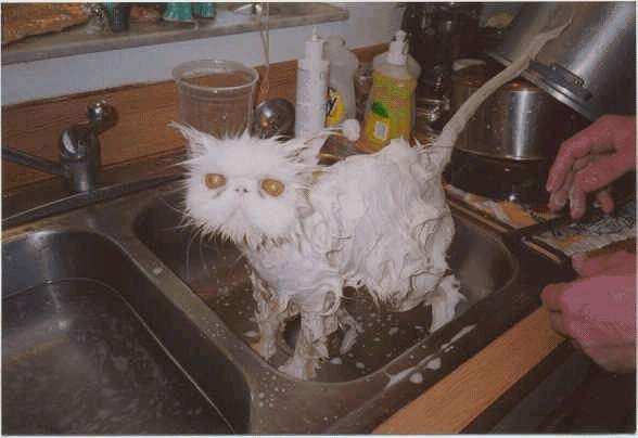 våt katt.jpg