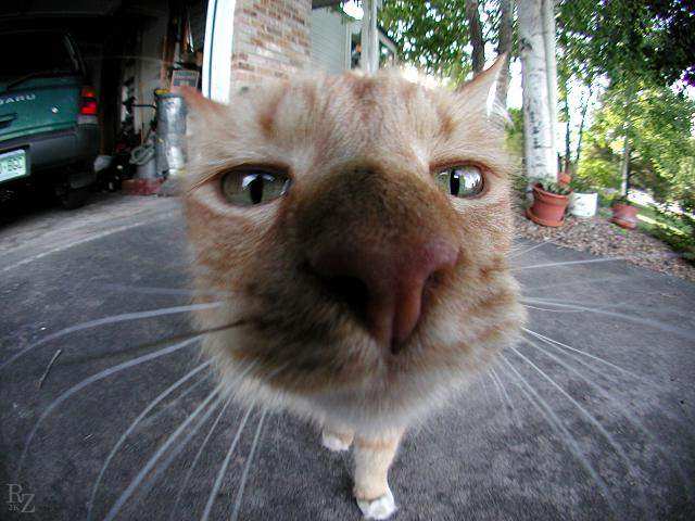 :p