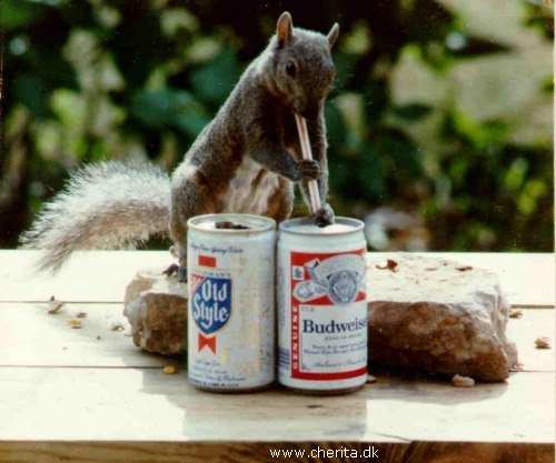 bud.JPG