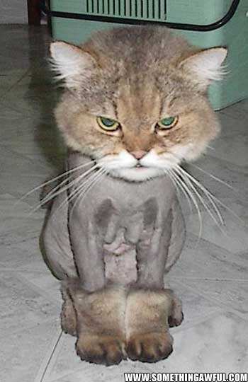 shaved_pussy.jpg