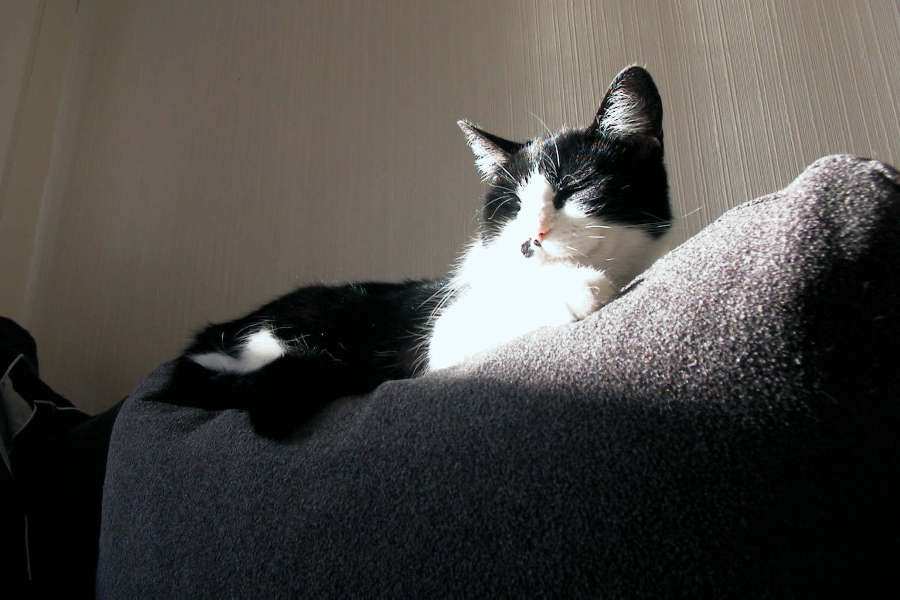 Pusen.jpg