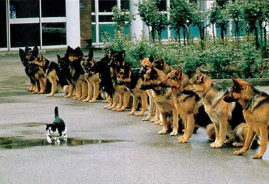 brave_cat.jpg