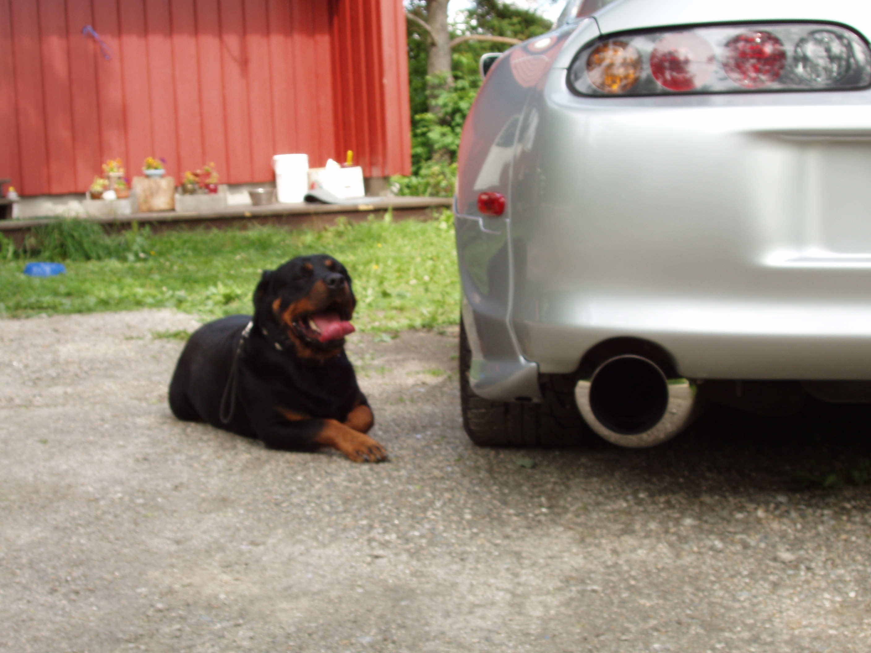 sharo og supra juni-06 016.jpg