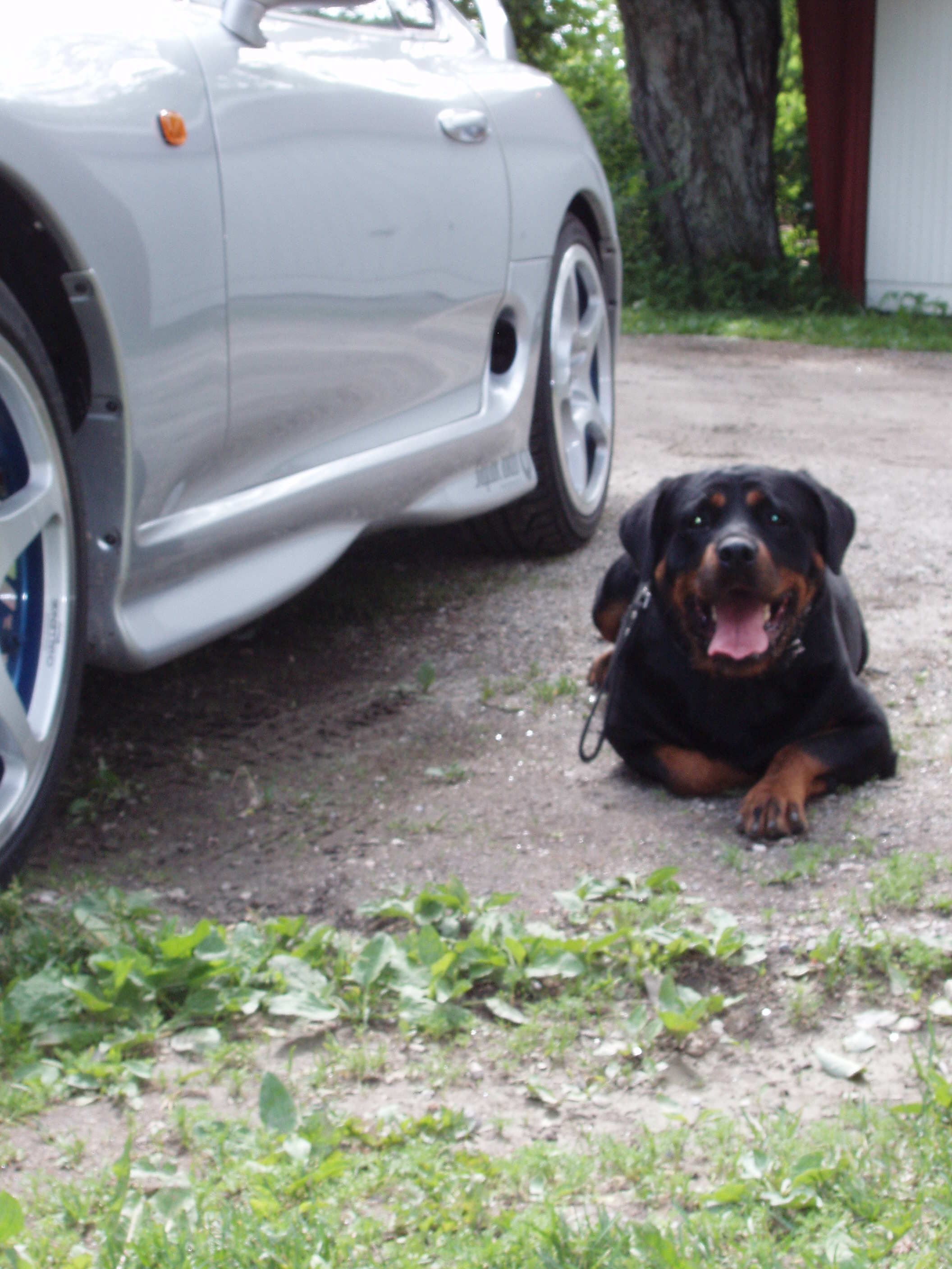 sharo og supra juni-06 020.jpg