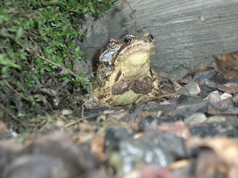 Sjekk blikket på han bak...