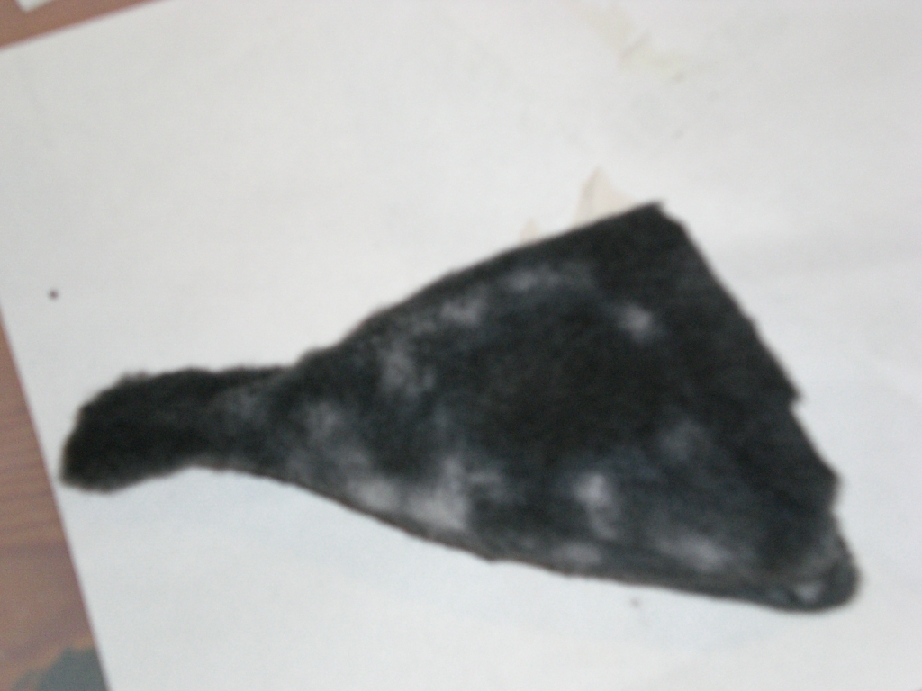 x diskanthus 004.jpg