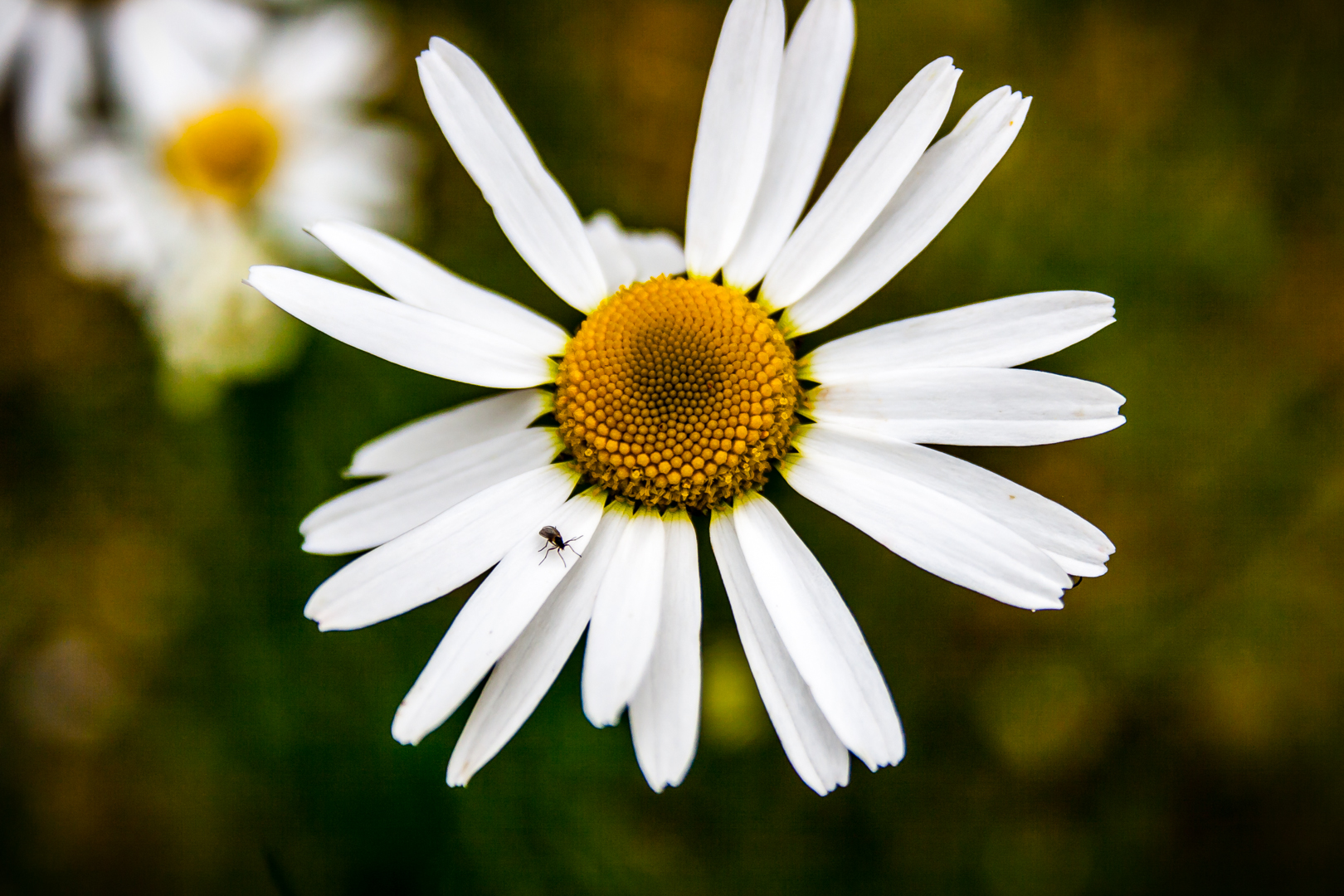 Her fikk jeg med en blindpassasjer som ikke ville forlate blomsten sin :) hehe