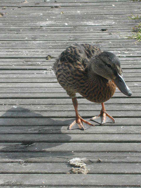 DSCN3716.JPG