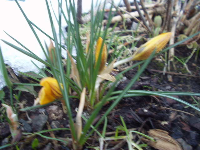 &amp;quot;vår i luften&amp;quot; Kaller jeg dette bildet her. (C)   :P