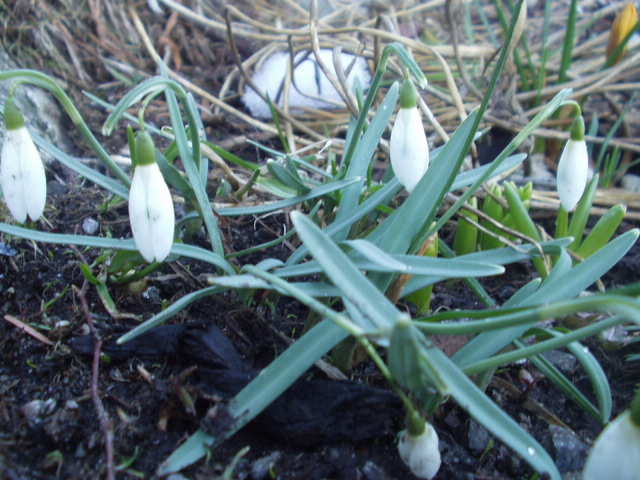 husker ikke navnet på dem.. men vakkert er det iallefall! VÅR!! :)
