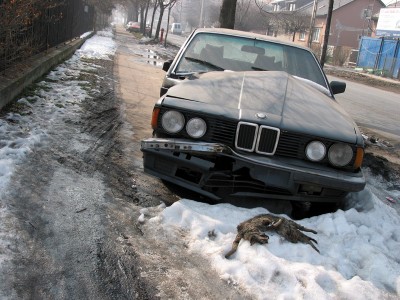 bmw_vs_cat.jpg